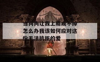 当狗狗让我上瘾戒不掉怎么办我该如何应对这份无法抗拒的爱